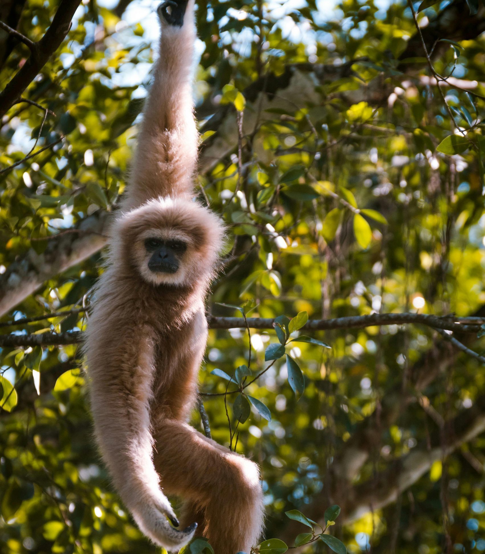 GibbonReach